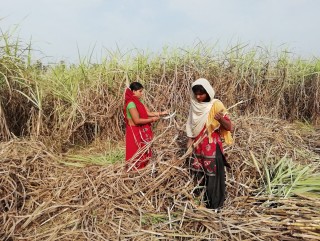 कम्युनिस्ट सरकारले ढाँट्यो उखु किसानलाई, आन्दोलन गर्ने तयारी