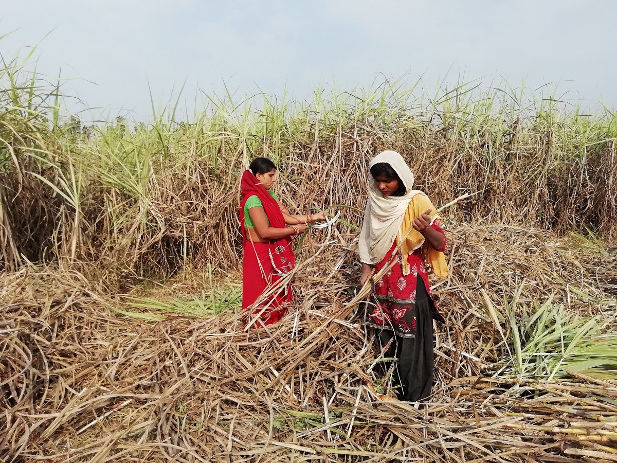 कम्युनिस्ट सरकारले ढाँट्यो उखु किसानलाई, आन्दोलन गर्ने तयारी