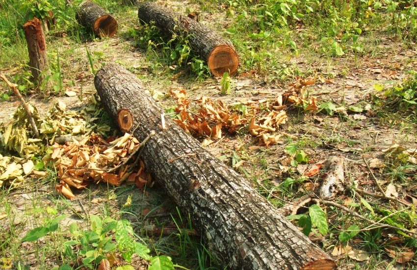 देशभर रुख काट्न र ओसारपसार गर्न प्रतिबन्ध लगाउने मन्त्रिपरिषद्को निर्णय