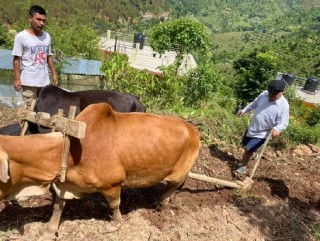 पूर्व सभामुख कृष्णबहादुर महरा रोल्पा पुगेर खेतमा हलो जोत्दै !