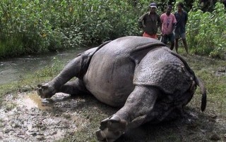 चितवन राष्ट्रिय निकुञ्जमा २६ गैंडा मरे