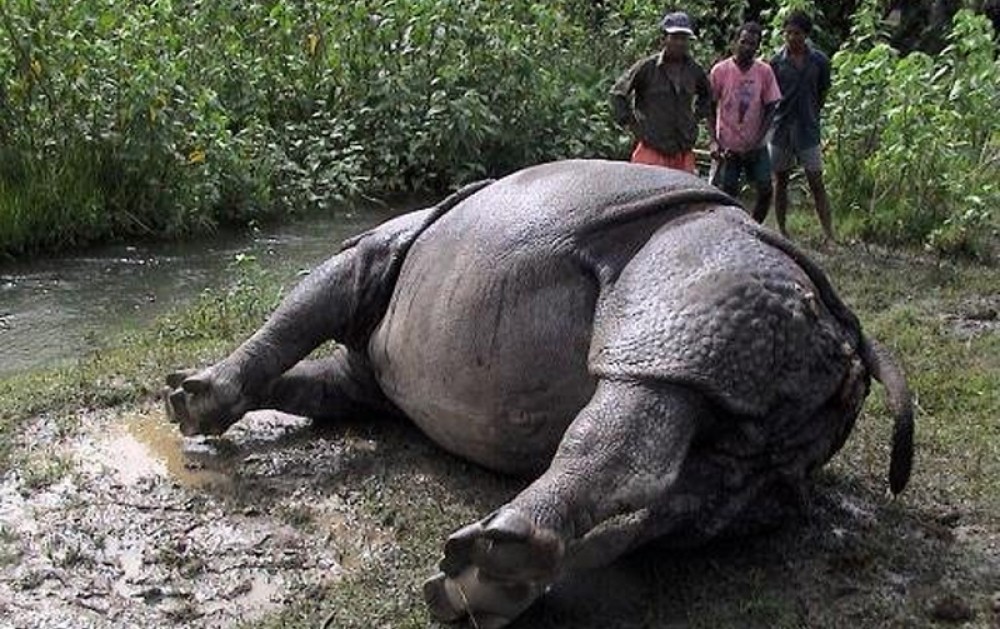 चितवन राष्ट्रिय निकुञ्जमा २६ गैंडा मरे