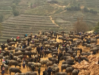 भैंसी तस्करसँग प्रहरीको झडप, उसै नसकेपछि १४ राउण्ड हवाइ फायर