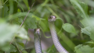 झलनाथ खनाल प्रतिष्ठानलाई सर्प पाल्न सरकारको ७२ करोड