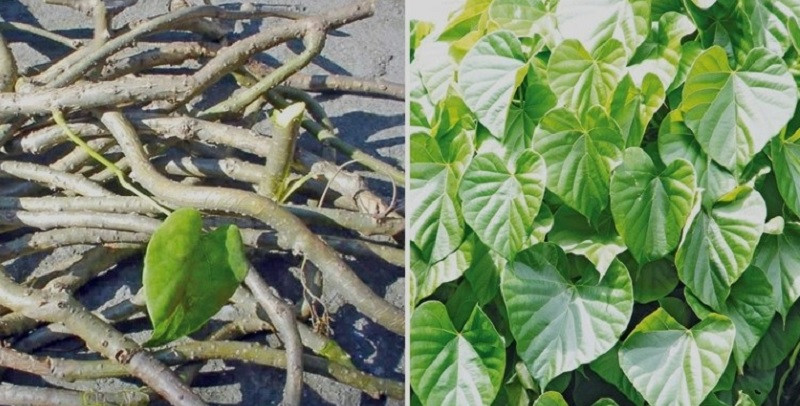 कोरोना प्रतिरोधी क्षमता विकास गर्ने भनिएपछि बागमती किनारमा गुर्जो राेपिदै