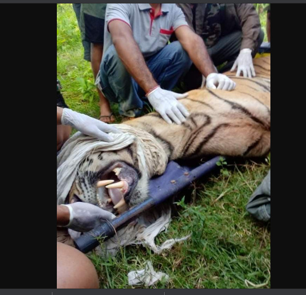 चितवन राष्ट्रिय निकुञ्जमा बाघलाई यसरी राखियो खोरमा