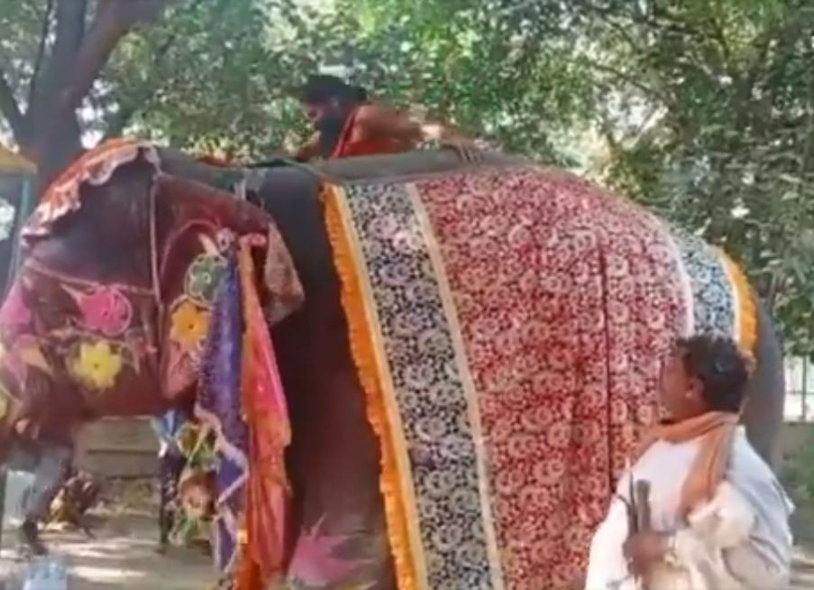 हात्तिमाथि चढेर योगा गरिरहेका रामदेव खसेपछि... (भिडियाेसहित)