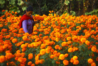यो तिहारमा भारतबाट फूल नल्याइने