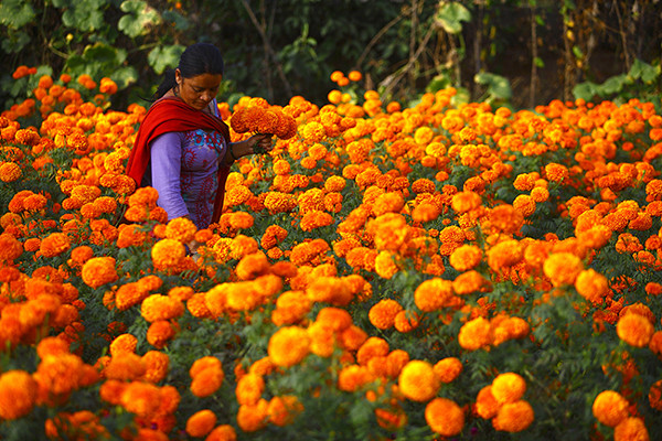 यो तिहारमा भारतबाट फूल नल्याइने