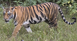 विश्व बाघ दिवस आज,नेपालमा बाघको सङख्या लक्ष्यभन्दा धेरै