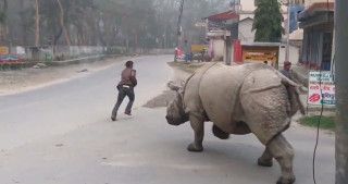 गैँडाको आक्रमणबाट एक जनाको मृत्यु