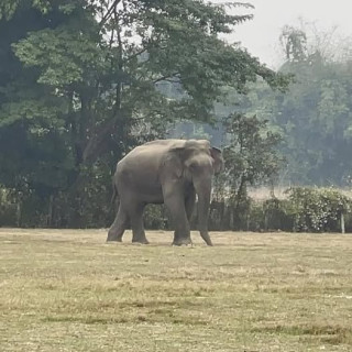 गोली लागेर जंगली हात्तीको मृत्यु